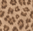 Sahara Leopard