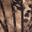 Wild Leopard